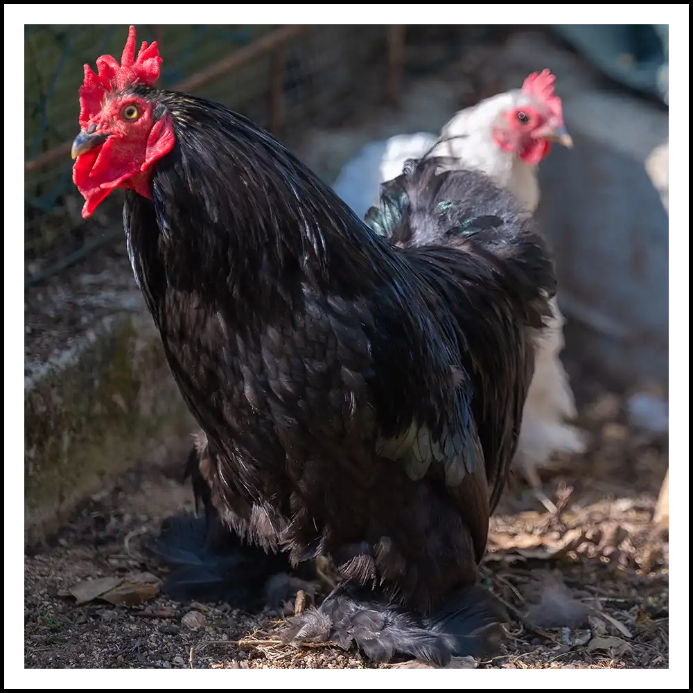 gallina nera della fattoria della tenuta santa barbara