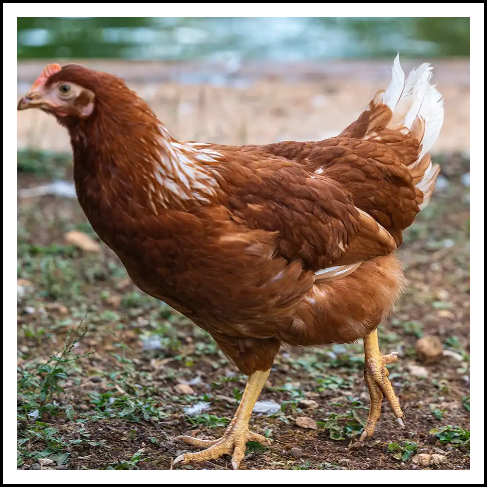 gallina rossa della fattoria della tenuta santa barbara