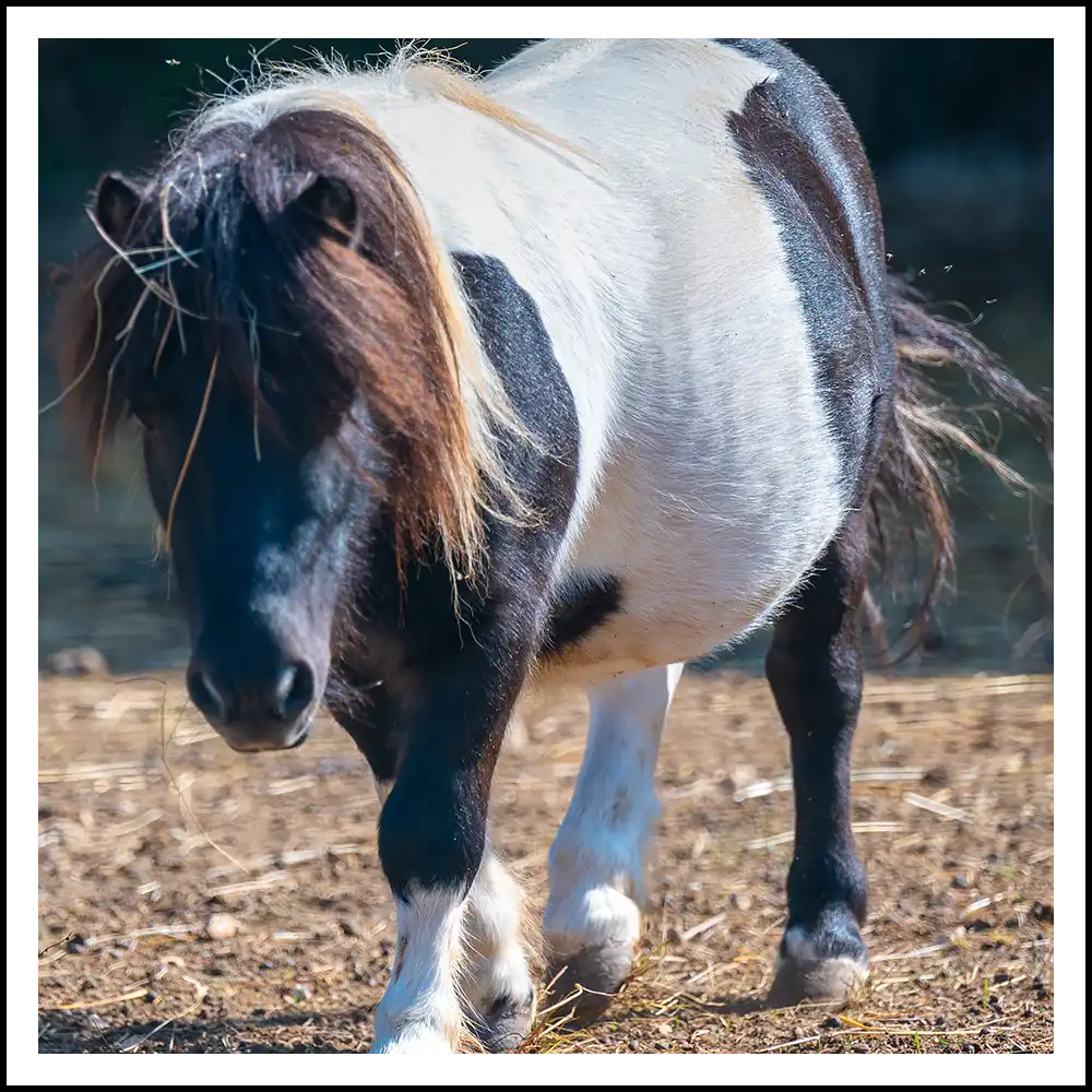 pony rambo della fattoria della tenuta santa barbara