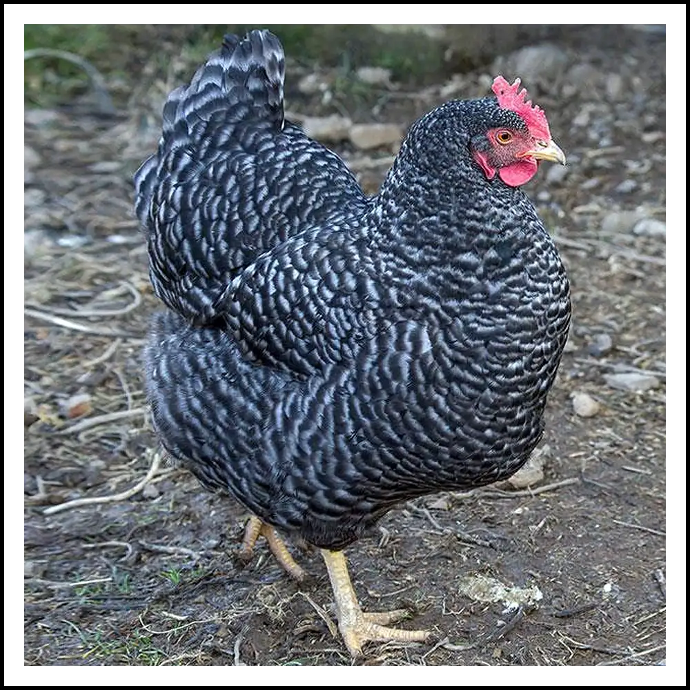 Gallina blu