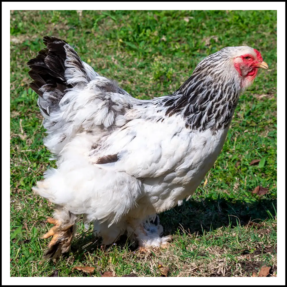 Gallina brahma
