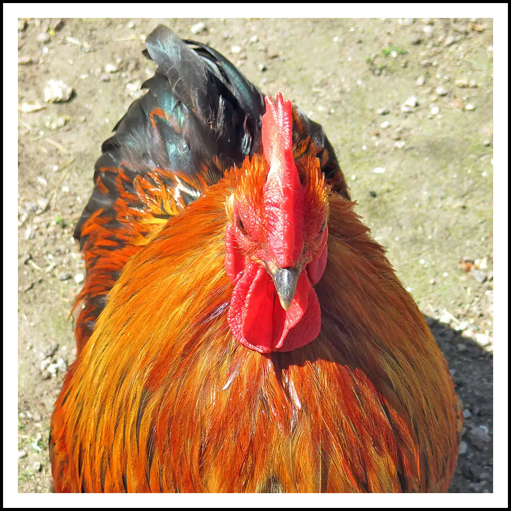 Gallina cocincina