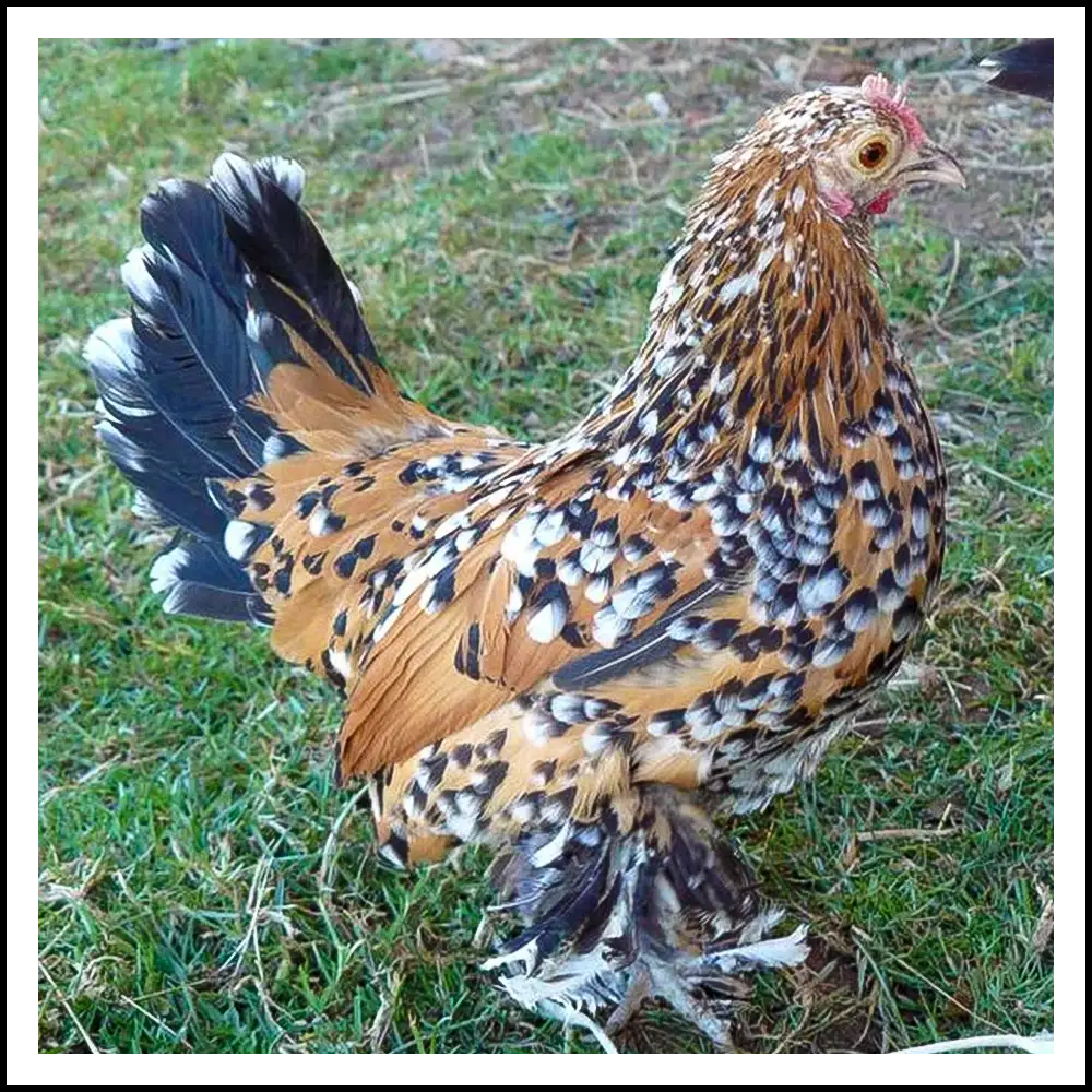 Gallina millefiori calzata