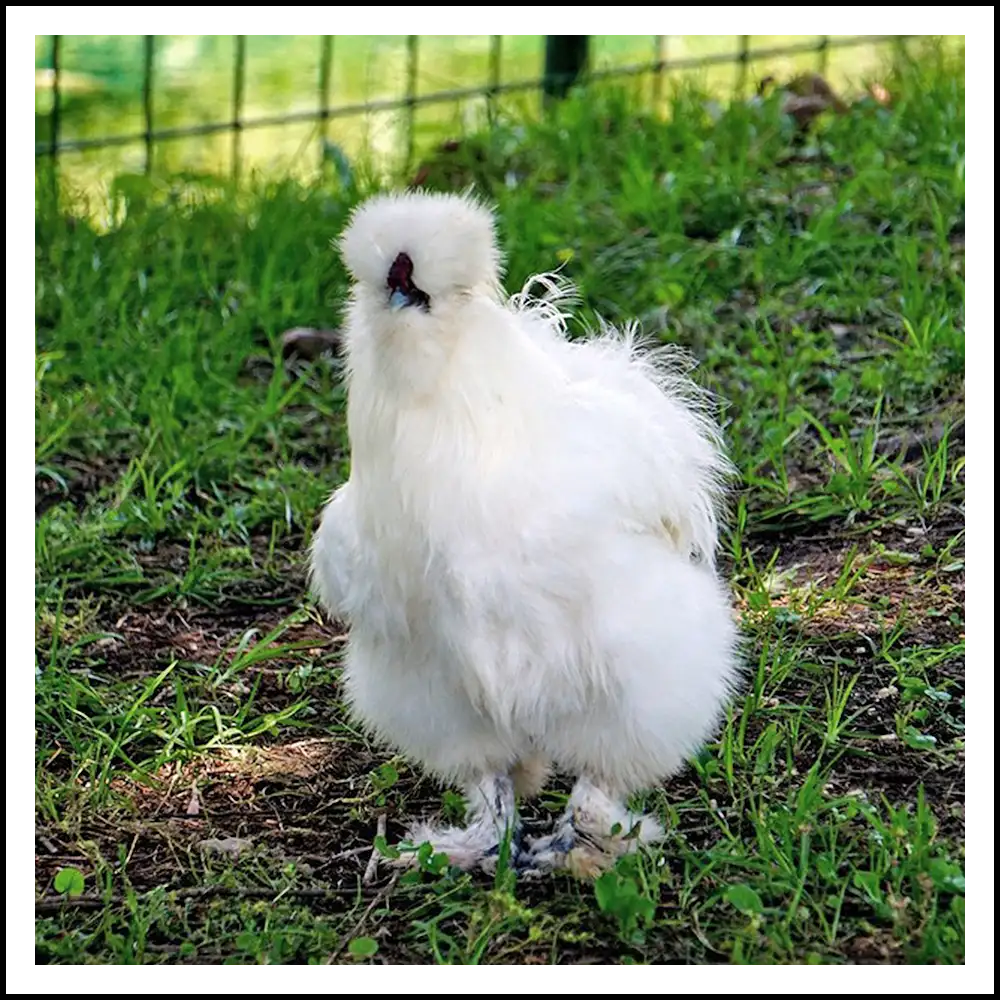 Gallina moroseta