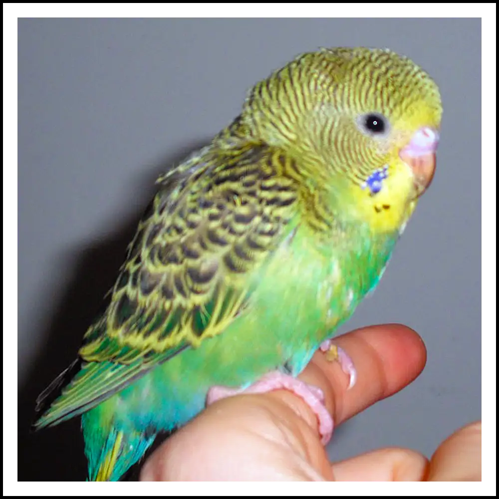 Pappagallo cocorita