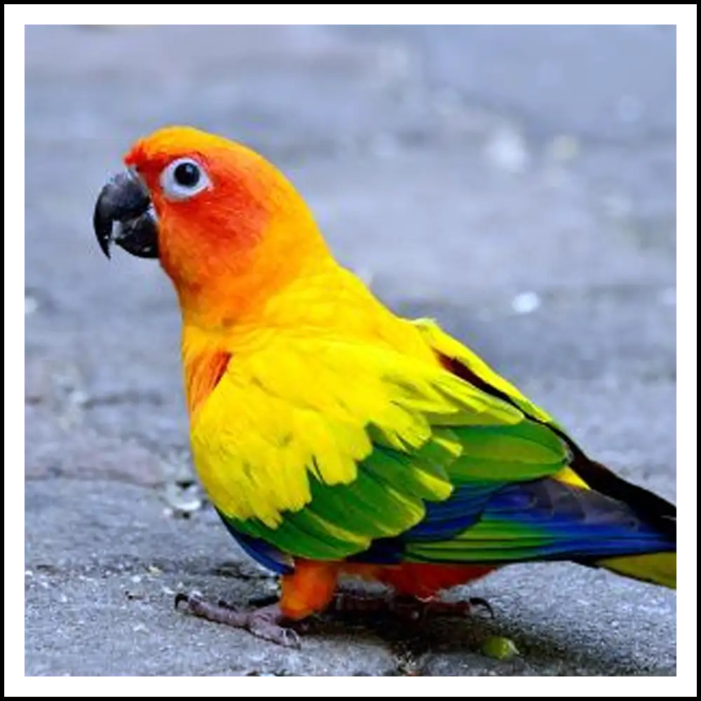 Pappagallo conuro del sole