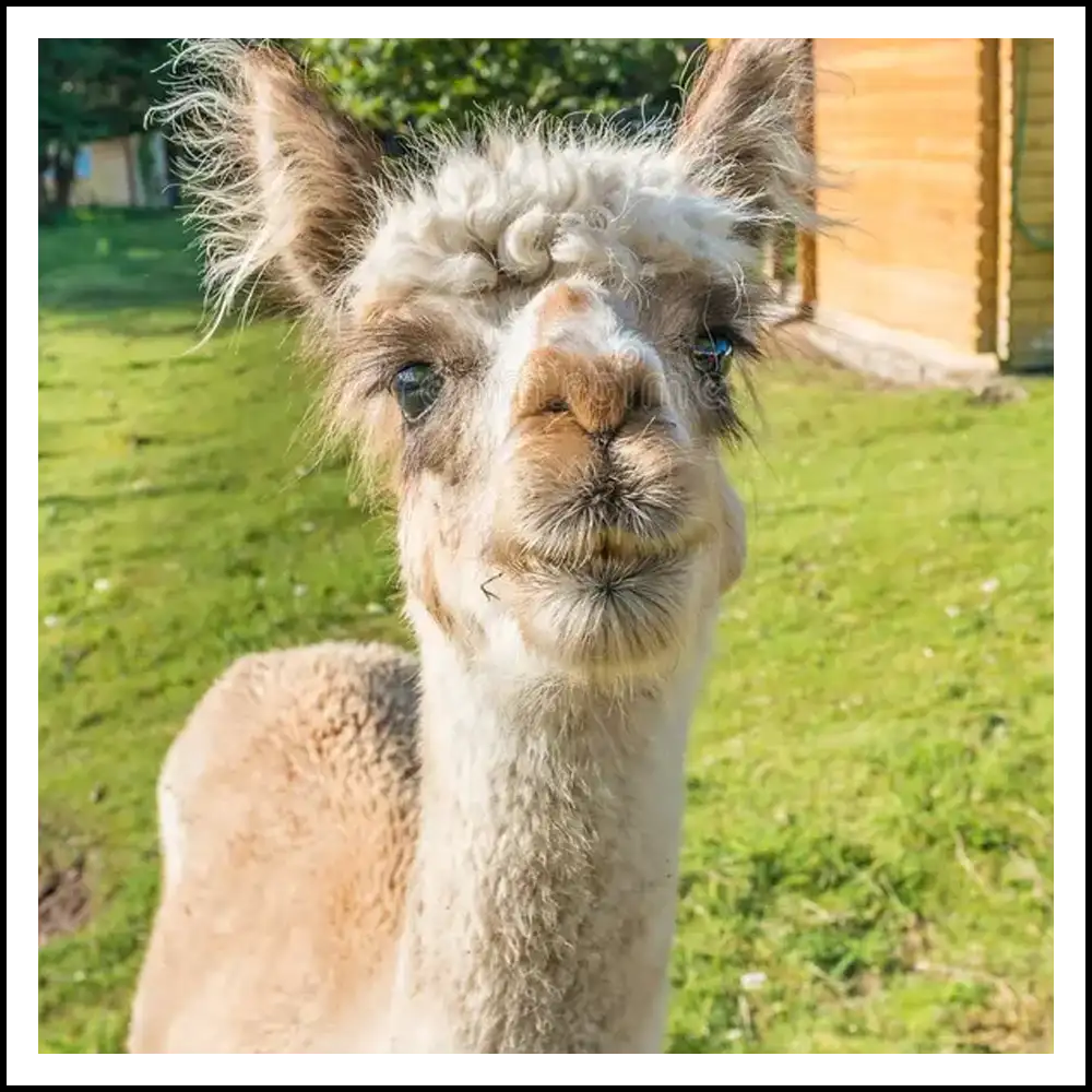 lama lorenzina